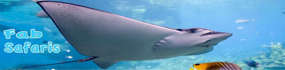 caribbean sailing and scuba diving holidays image