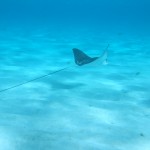 Snorkeling in the Tobago Cays