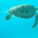 Snorkeling in the Tobago Cays