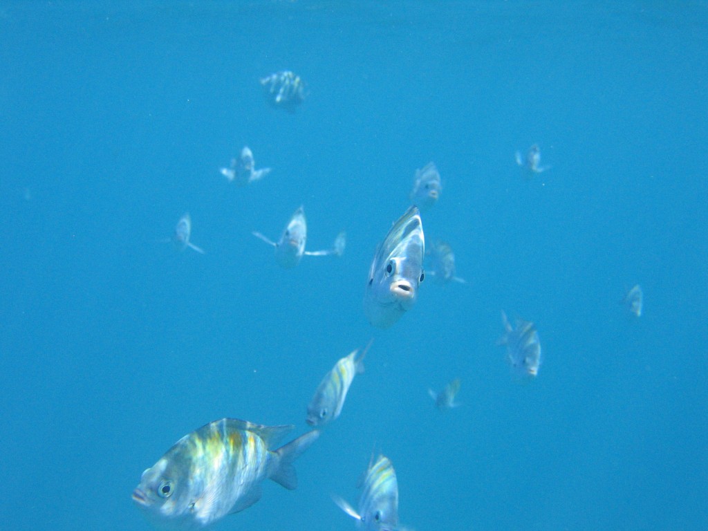 Snorkeling in the Tobago Cays