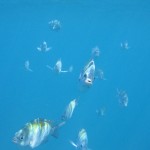 Snorkeling in the Tobago Cays