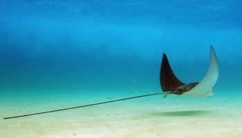 dive caribbean rays image