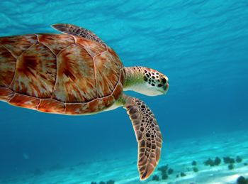 scuba diving turtle image