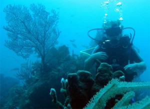 caribbean scuba diving holidays