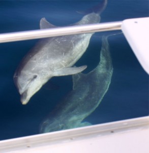 dolphin by charter yacht on holiday