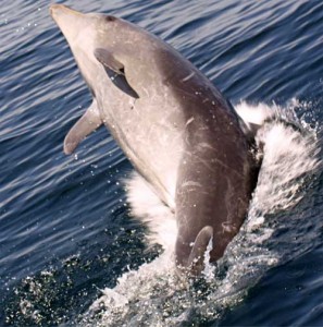 dolphin seen on holidays diving caribbean