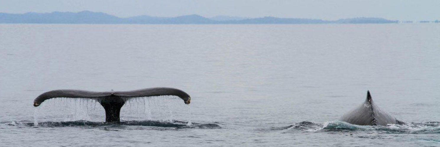 las-perlas-whale-watching